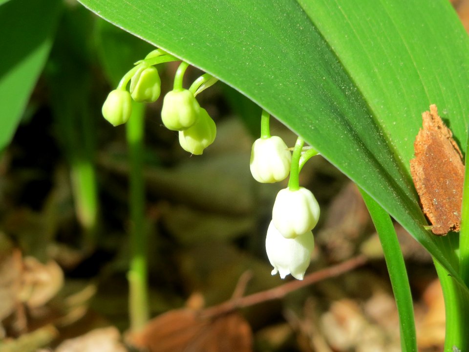 20140418Convallaria_majalis4