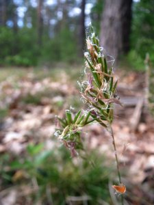 20140418Anthoxanthum_odoratum7