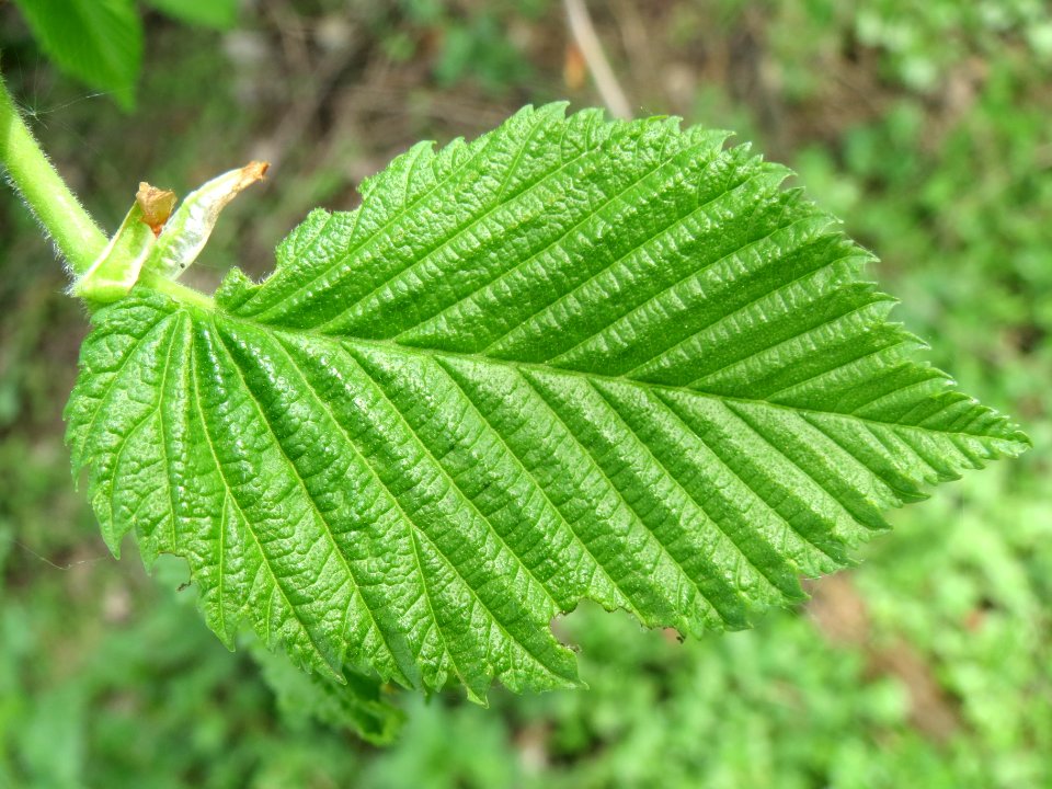 20140407Ulmus_minor10