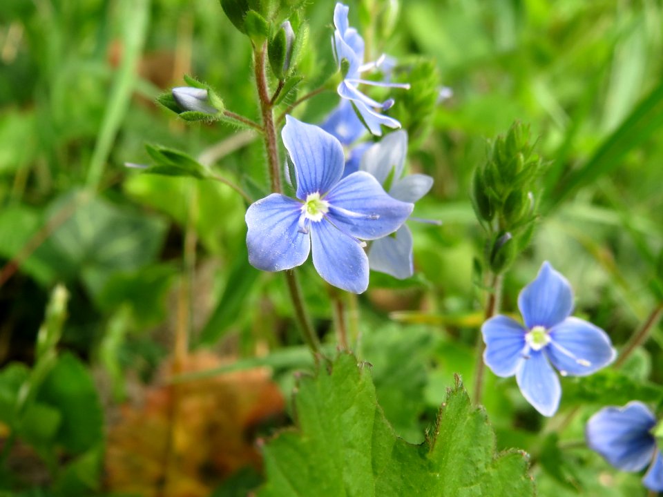 20140407Veronica_chamaedrys3
