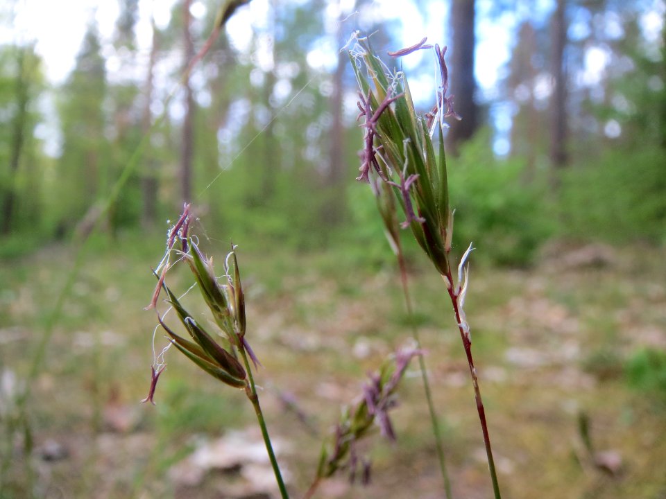 20140418Anthoxanthum_odoratum2