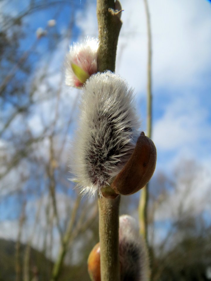 20140220Salix_caprea2