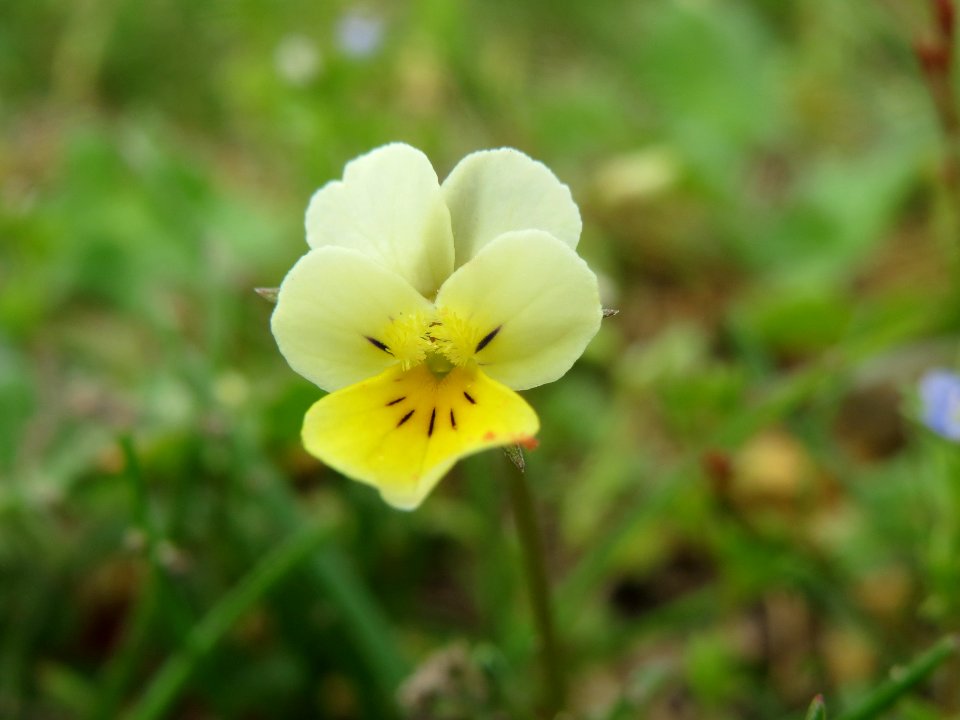 20140407Viola_arvensis1