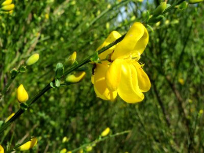 20140417Cytisus_scoparius2