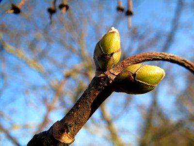 20140224Acer_pseudoplatanus