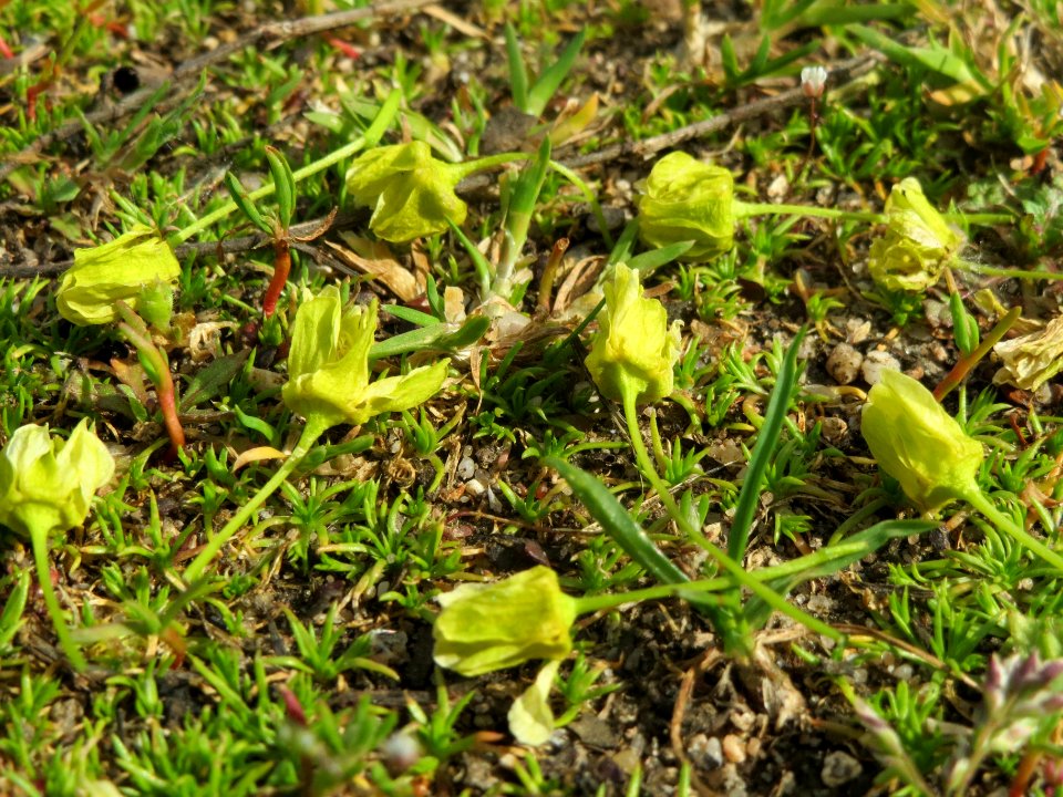 20140409Acer_platanoides
