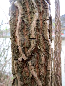 20140221Ulme_Staden