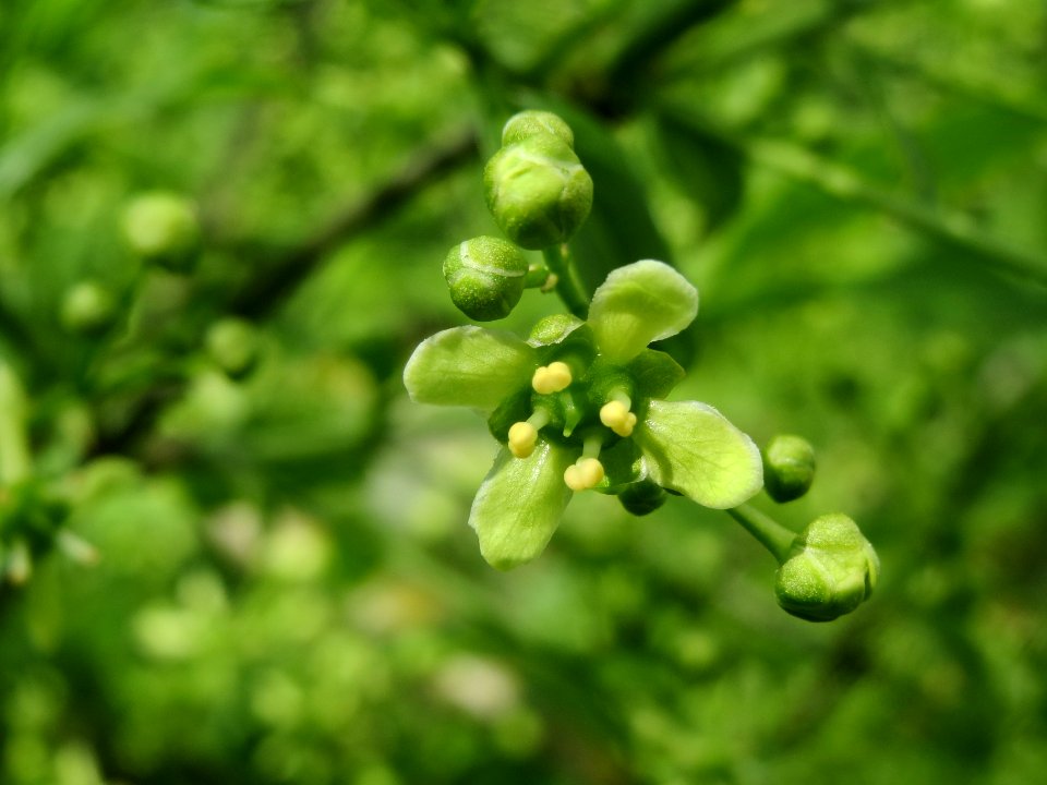 20140409Euonymus_europaeus3