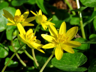20140414Ficaria_verna3
