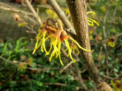 20140221Hamamelis_virginiana1