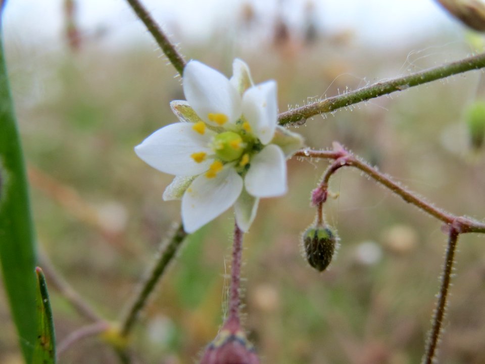 20140409Spergula_arvensis4