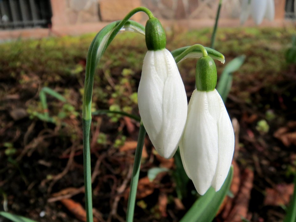 20140221Galanthus_nivalis