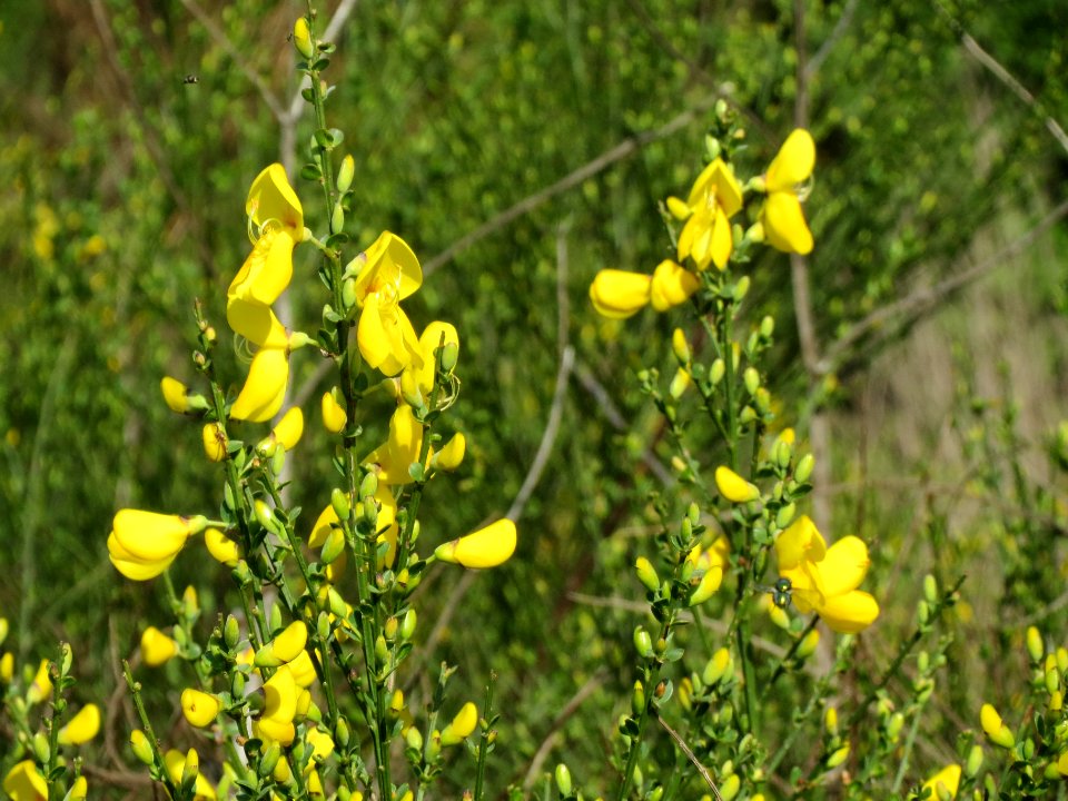 20140417Cytisus_scoparius1