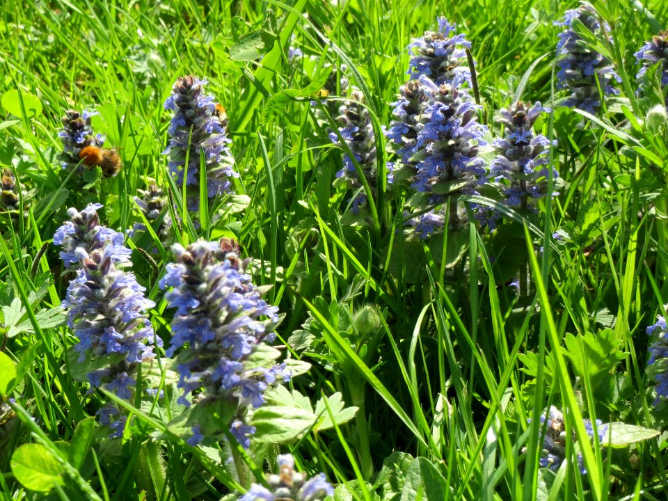 20140410Ajuga_genevensis1