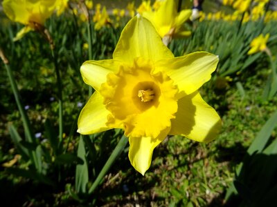 Nature flower narcissus photo