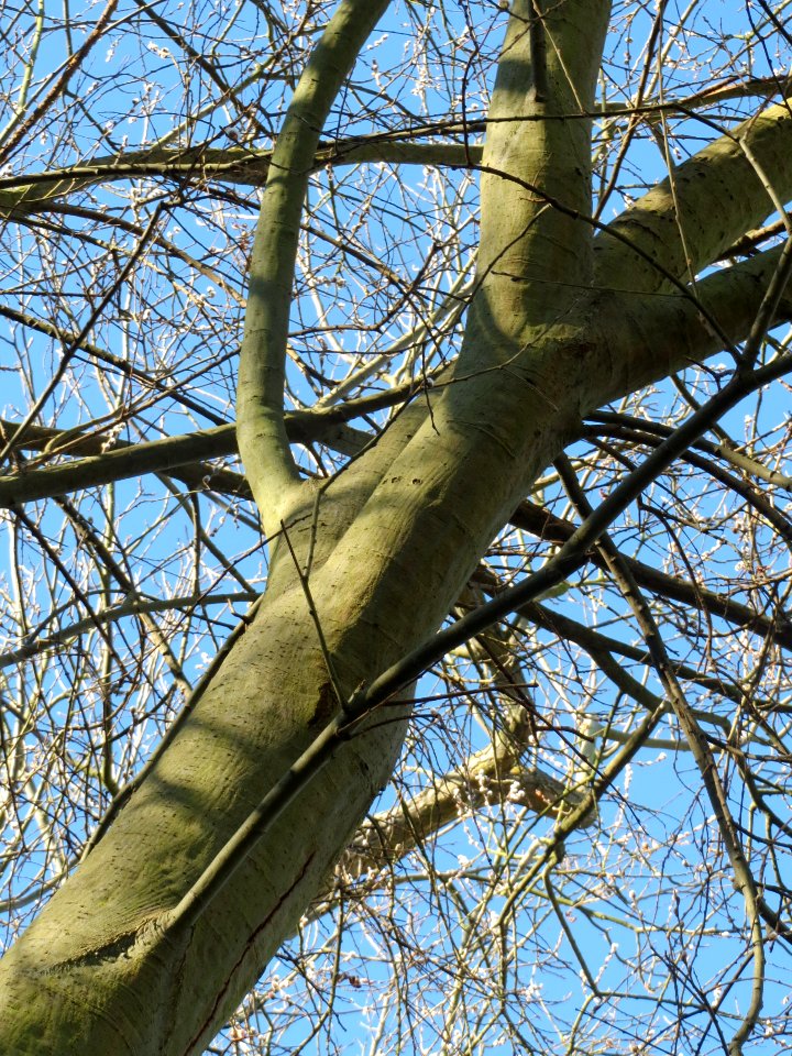 20140217Salweide_Hockenheim3