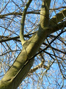 20140217Salweide_Hockenheim3