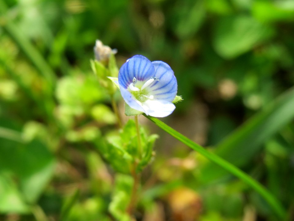 20140409Veronica_persica2