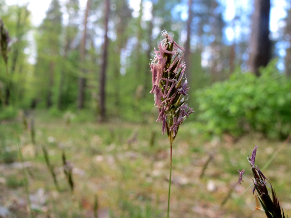 20140418Anthoxanthum_odoratum4