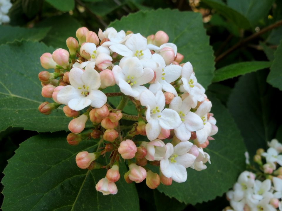 20140417Viburnum_lantana3