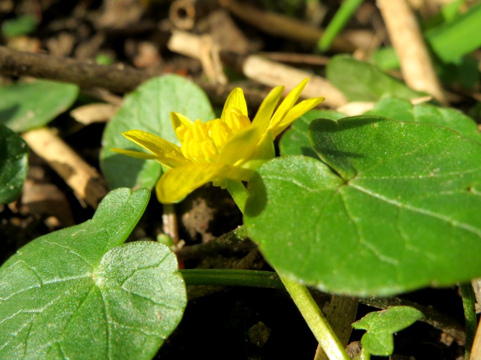 20140228Ficaria_verna5