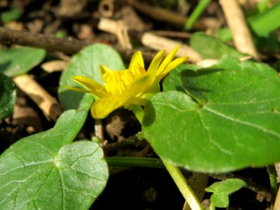 20140228Ficaria_verna5