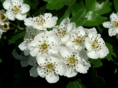 20140418Crataegus_monogyna2