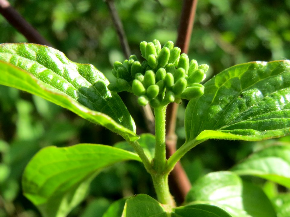 20140417Cornus_sanguinea