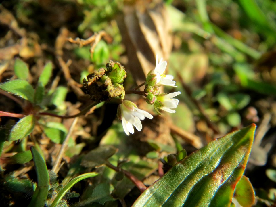 20140228Draba_verna10