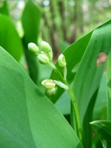 20140418Convallaria_majalis2