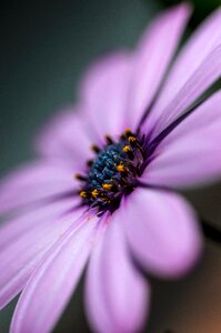 Plant gardening blossom