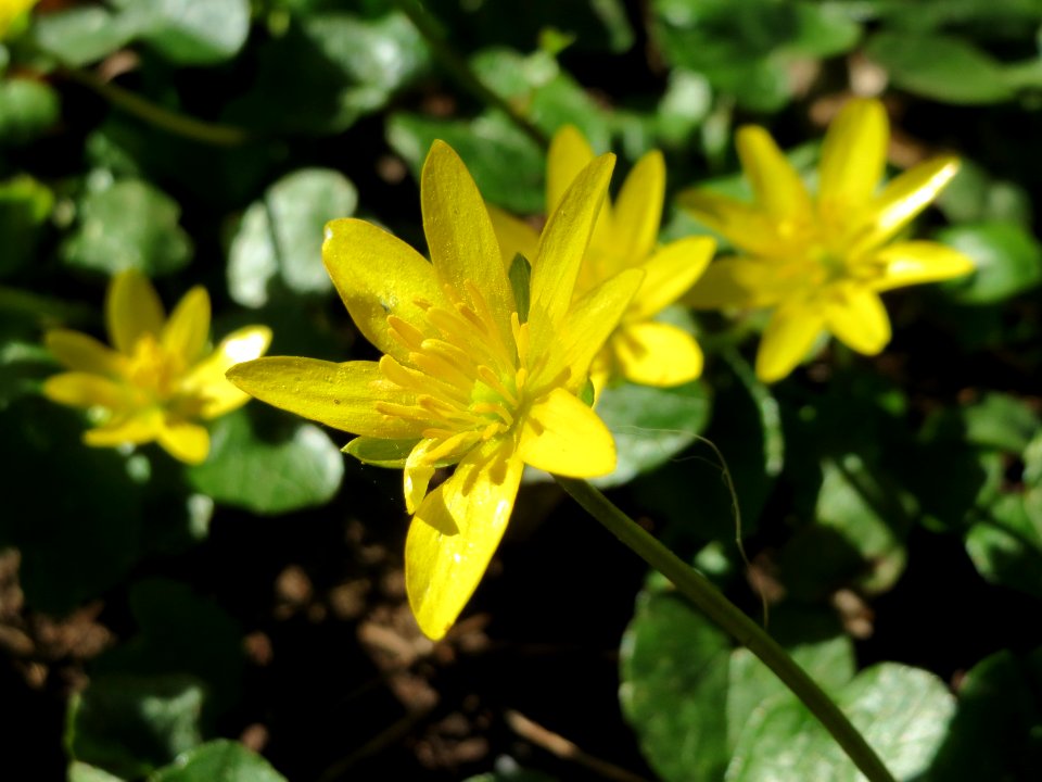 20140414Ficaria_verna1