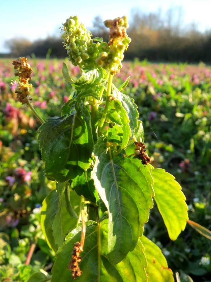 20140302Mercurialis_annua5