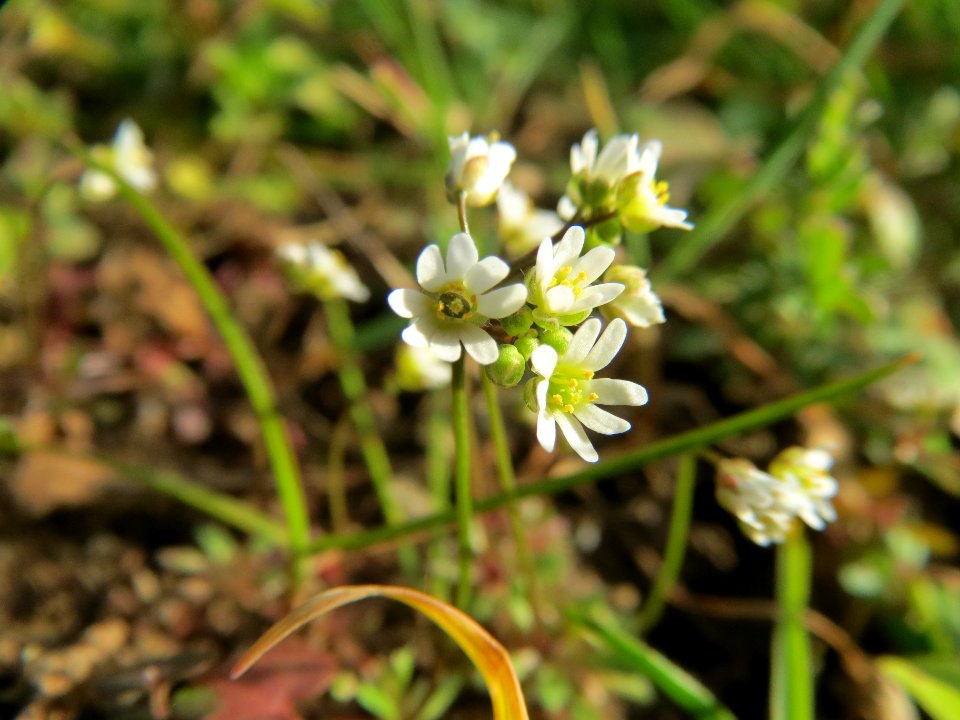 20140228Draba_verna09