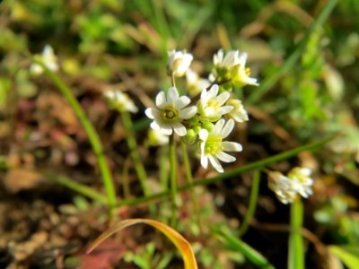 20140228Draba_verna09