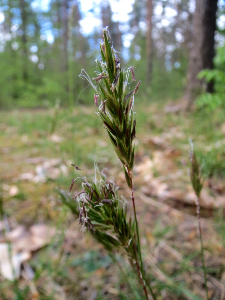 20140418Anthoxanthum_odoratum6