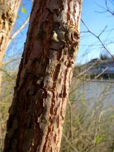 20140224Ulme_Staden