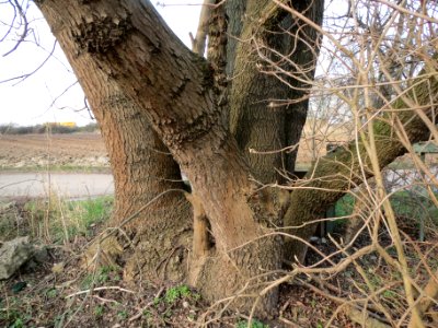 20140304Fraxinus_excelsior3