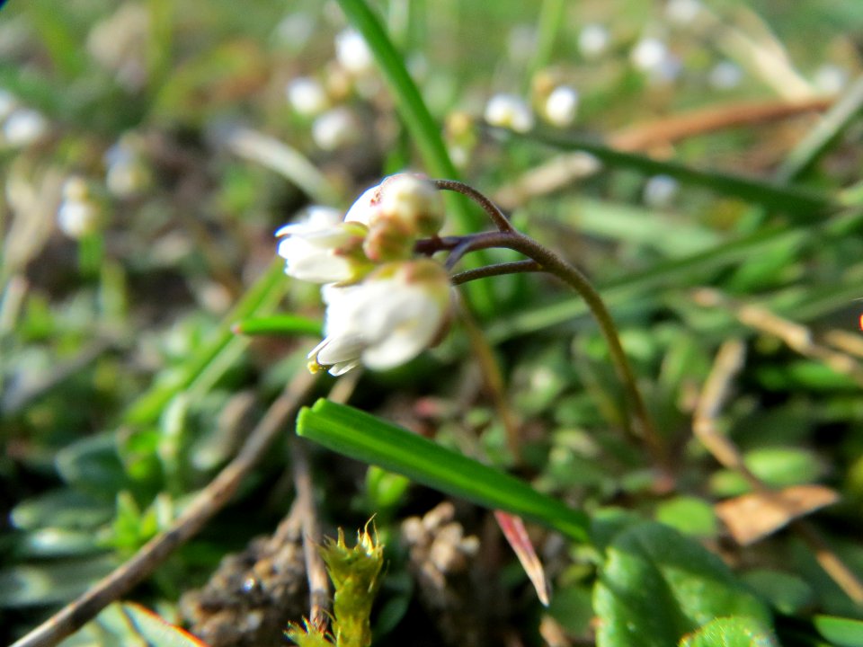20140228Draba_verna07