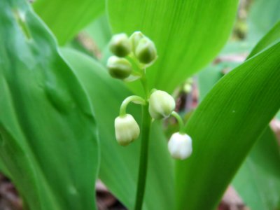 20140418Convallaria_majalis3