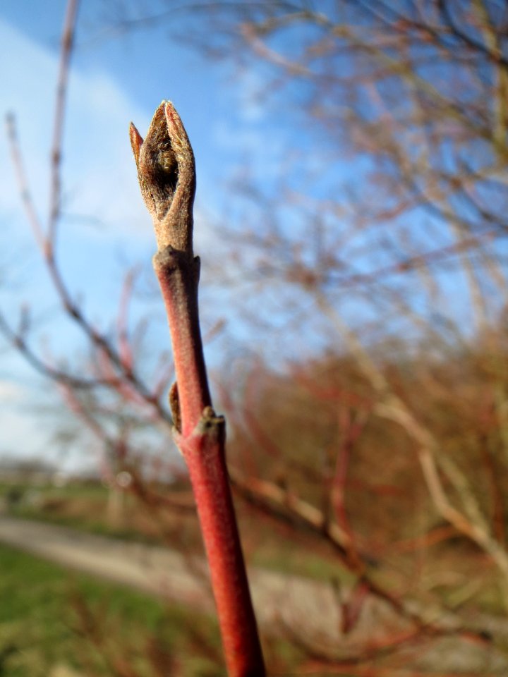 20140304Cornus_sanguinea2