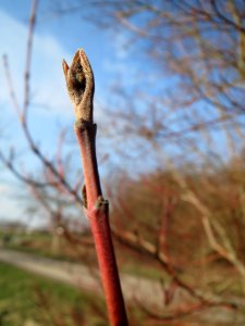 20140304Cornus_sanguinea2