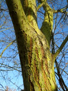 20140224Salix_caprea5