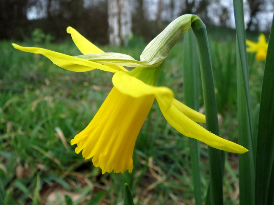 20140226Narcissus_pseudonarcissus2