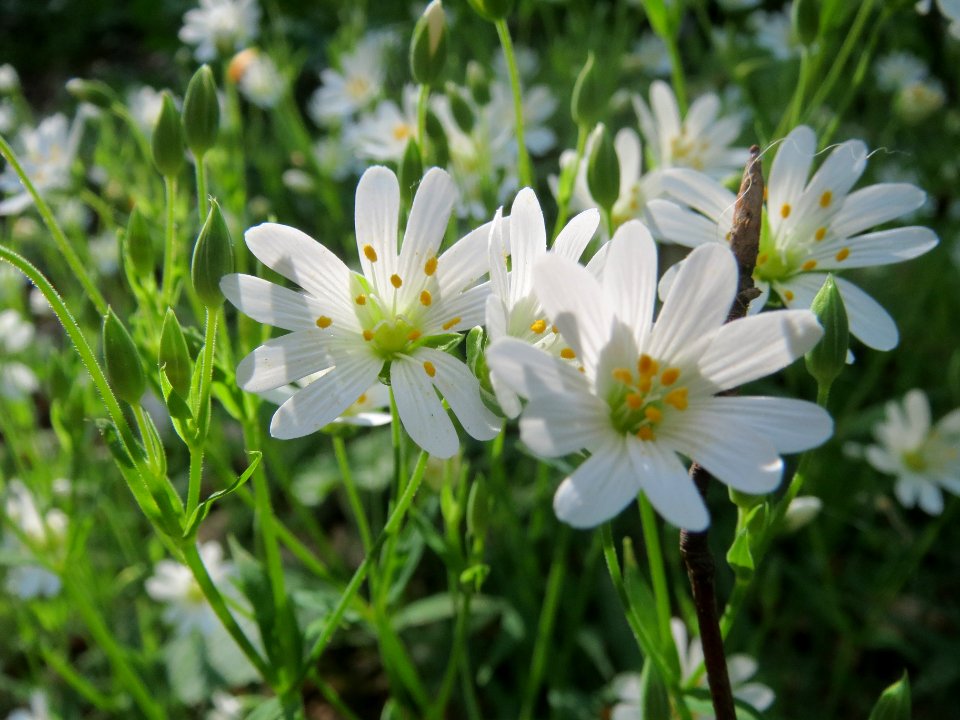 20140413Stellaria_holostea