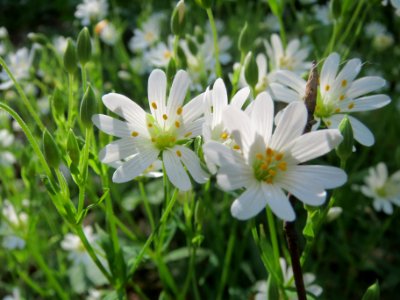 20140413Stellaria_holostea