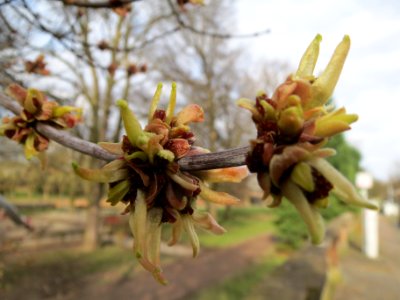 20140225Acer_negundo2
