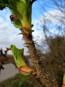 20140227Rosa_rugosa5