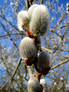 20140228Salix_caprea2