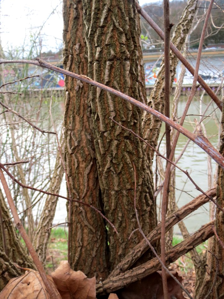 20140225Ulme_Staden1